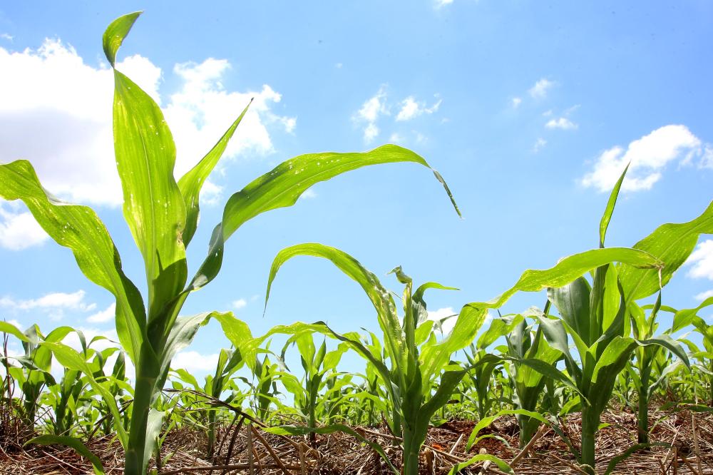 Plantação de milho. Foto: Jaelson Lucas/Arquivo AEN