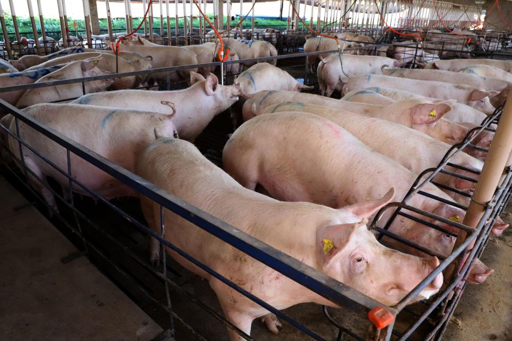 Paraná bateu recorde em exportação de carne suína em setembro. Foto: Ari Dias/AEN