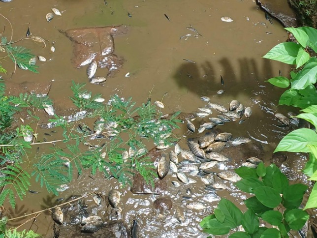 Imagens de peixes mortos divulgadas pelo vereador: indícios de contaminação da água. Foto: Divulgação
