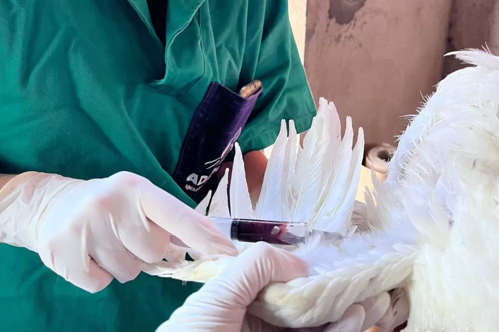 Adapar inicia ciclo de vigilância ativa contra Influenza Aviária e Doença de Newcastle no Paraná. Foto: ADAPAR-PARANÁ