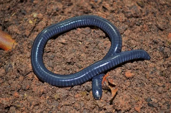 Cobra-cega (cecília). Foto: Fabio Maffei / Shutterstock.com