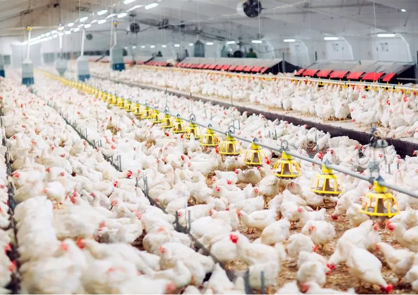 Investimento em biosseguridade garante à indústria avícola paranaense acesso ao mercado internacional. Crédito: Banco de Imagem