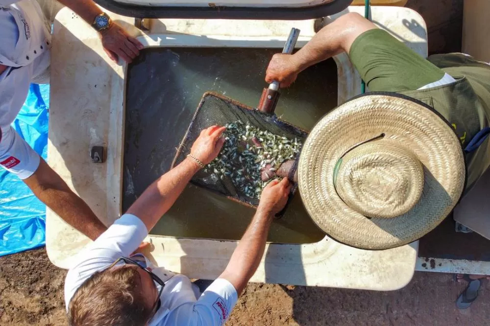 Programa Rio Vivo promove a soltura de peixes de nove espécies nativas nos rios do Paraná. Foto: Denis Ferreira Netto/SEDEST
