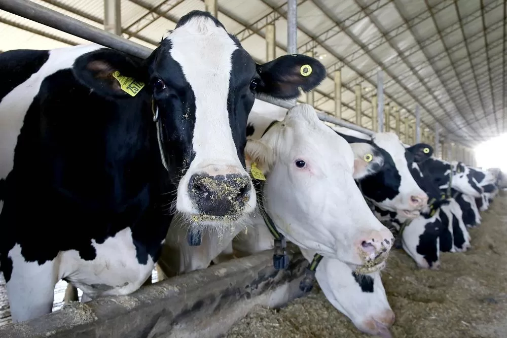 A conferência internacional sobre febre aftosa ocorrerá nos dias 18 e 19 de março, em Curitiba. Foto: Gilson Abreu/Arquivo AEN