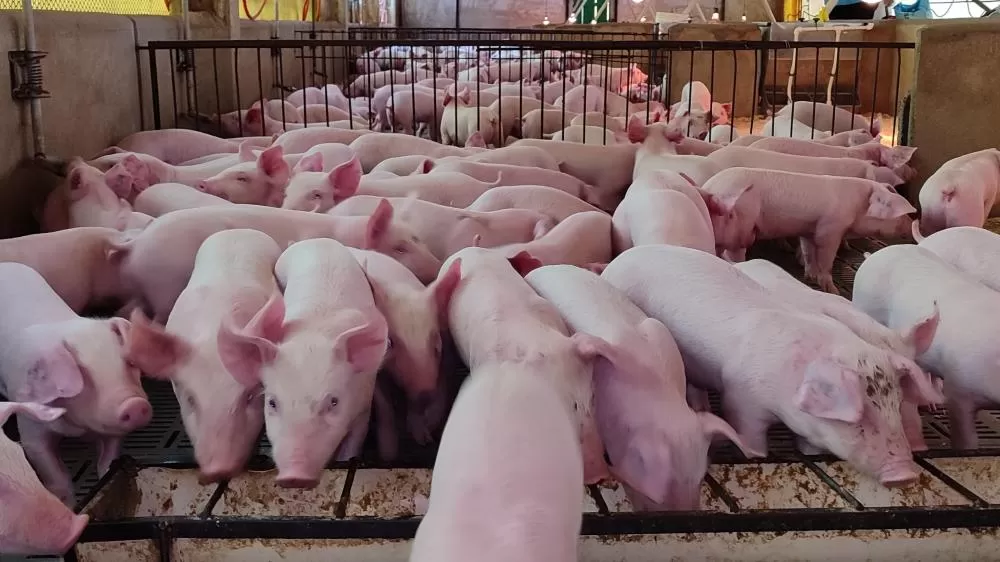 Suínos produzidos em Marechal Cândido Rondon contribuem para com o desenvolvimento do Estado do Paraná. (Foto: João Livi)