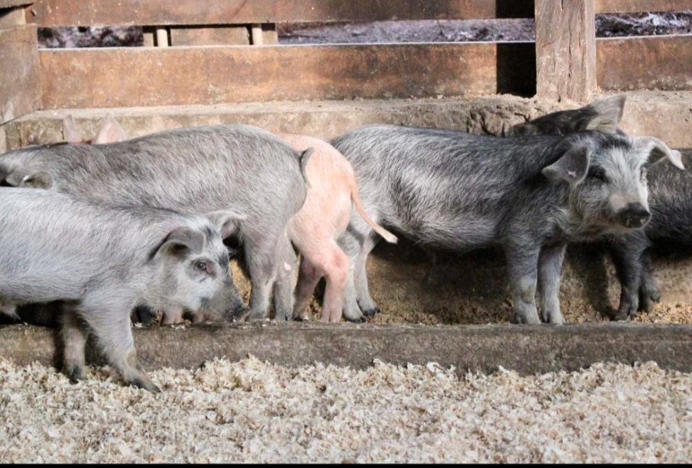 Paraná estuda legislação de biosseguridade específica sobre criação de porco moura Foto: Rayssa Baú/SECOM