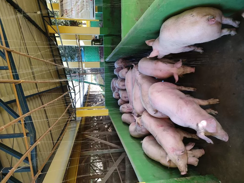 Carne de suínos produzidos no Paraná poderão ser exportadas para o Chile. (Foto: João Livi)