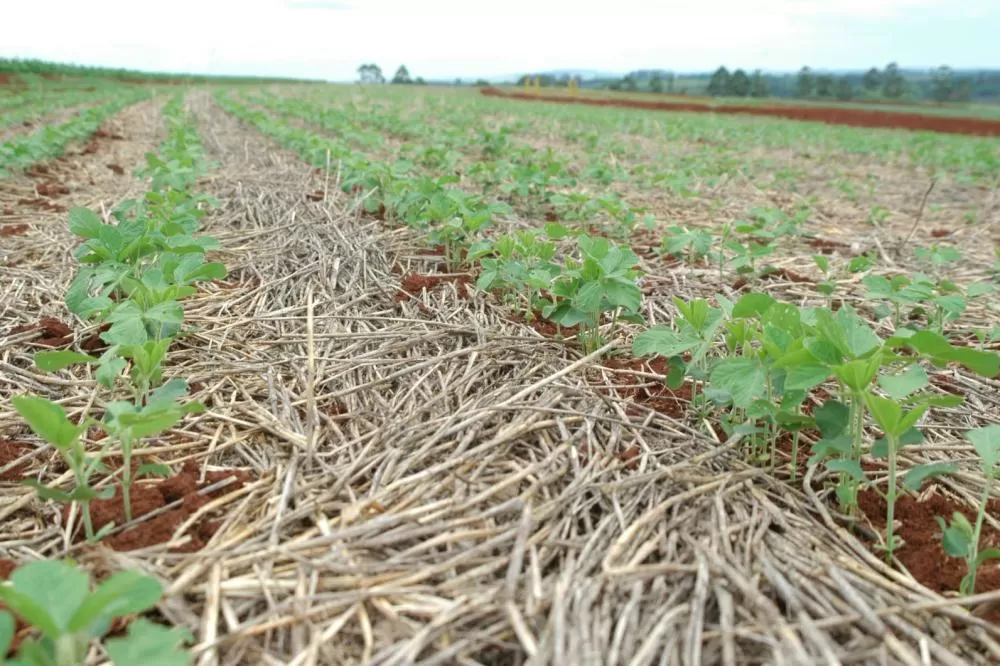 Sistema Plantio Direto: inovação que brotou no Norte do Paraná e conquistou o mundo. (Foto: IDR)