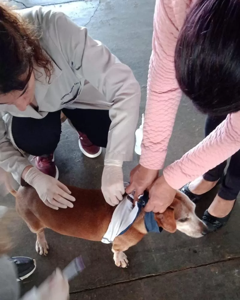 390 animais foram vacinados no municípoio. (Foto: Assessoria/Prefeitura)