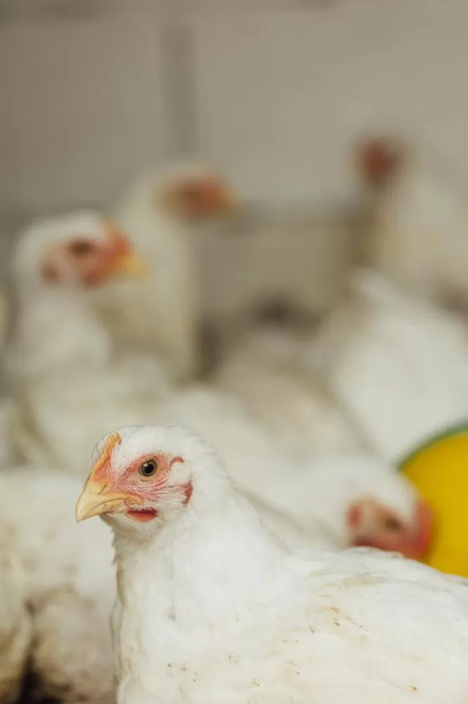 O Brasil enfrenta suspensão temporária de mercados estratégicos após detecção de gripe aviária.