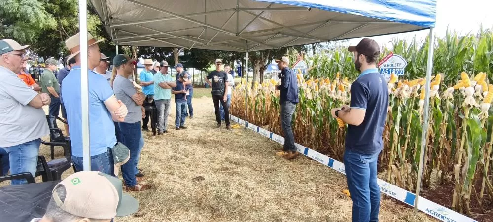 O Dia de Campo Milho Safrinha está acontecendo na estação experimental da Copagril. (Fotos: João Livi)