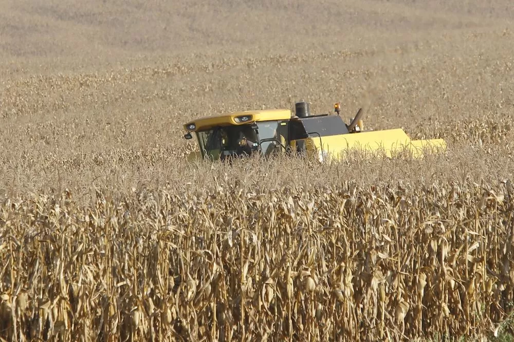 Lavoura de milho no Paraná: estado se aproxima de nova safra recorde, com produção estimada acima de 18 milhões de toneladas. (Foto: Jaelson Lucas/Arquivo AEN)
