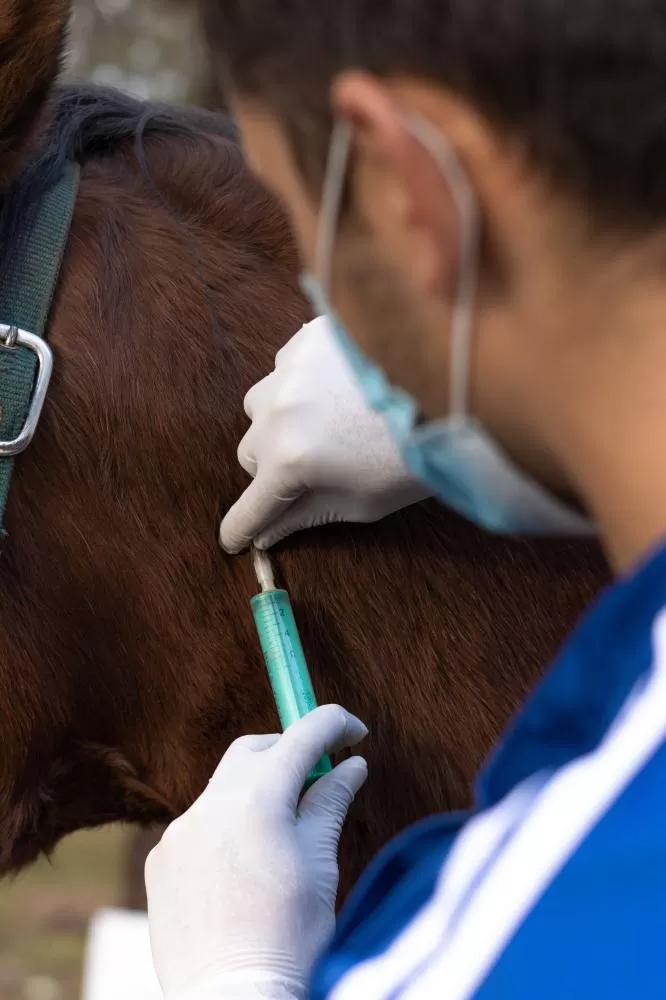 Os vereadores indicaram a realização de uma campanha emergencial de vacinação em animais.