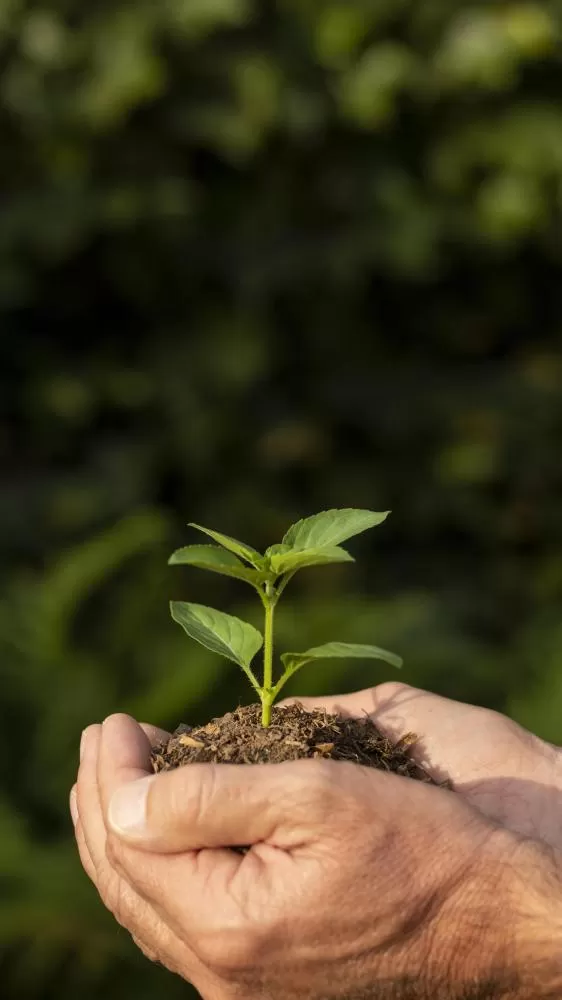 Dia Mundial do Meio Ambiente reforça a importância da preservação dos recursos naturais para garantir um futuro sustentável.