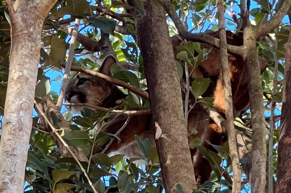 Protocolo orienta população a evitar riscos e proteger a fauna silvestre em áreas urbanas e rurais (Foto: IAT-PR(