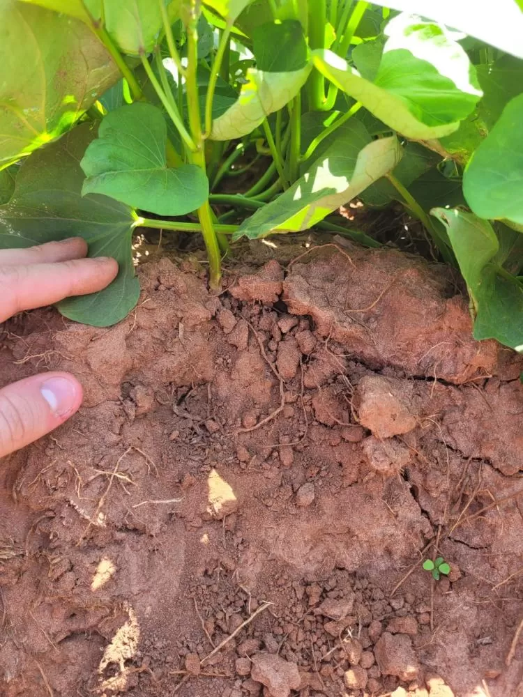 O fósforo é vital para a agricultura, mas reservas limitadas e baixa eficiência exigem novas soluções de manejo. (Foto: Divulgação)