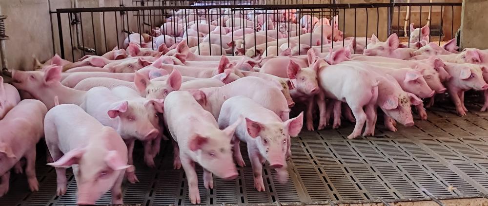 A suinocultura continua sendo a atividade destaque na economia local. Foto: João Livi