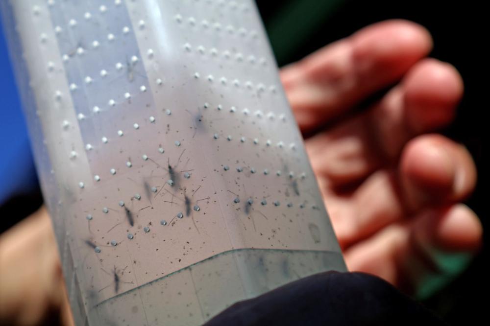 Combate à dengue: Londrina e Foz do Iguaçu iniciam liberações de 4 milhões de Wolbitos. Foto: Prefeitura de Londrina