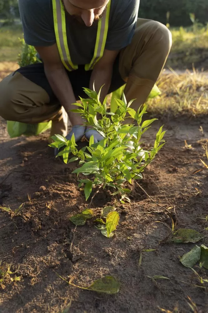 Em celebração ao Dia da Árvore, SAAE promove plantio de 250 mudas nativas na nova ET (Foto: Freepik)A de Marechal Cândido Rondon.