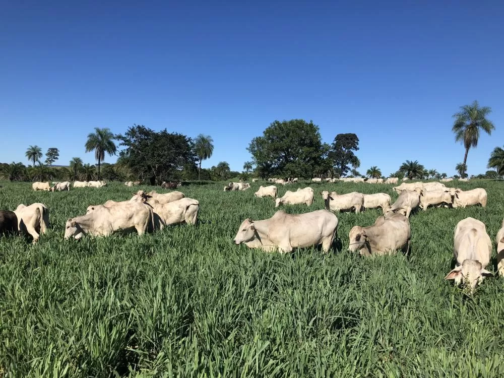 Técnicos da Adapar intensificam orientações sobre biosseguridade e vacinação contra a raiva em municípios do Oeste do Paraná. (Foto: Freepick)