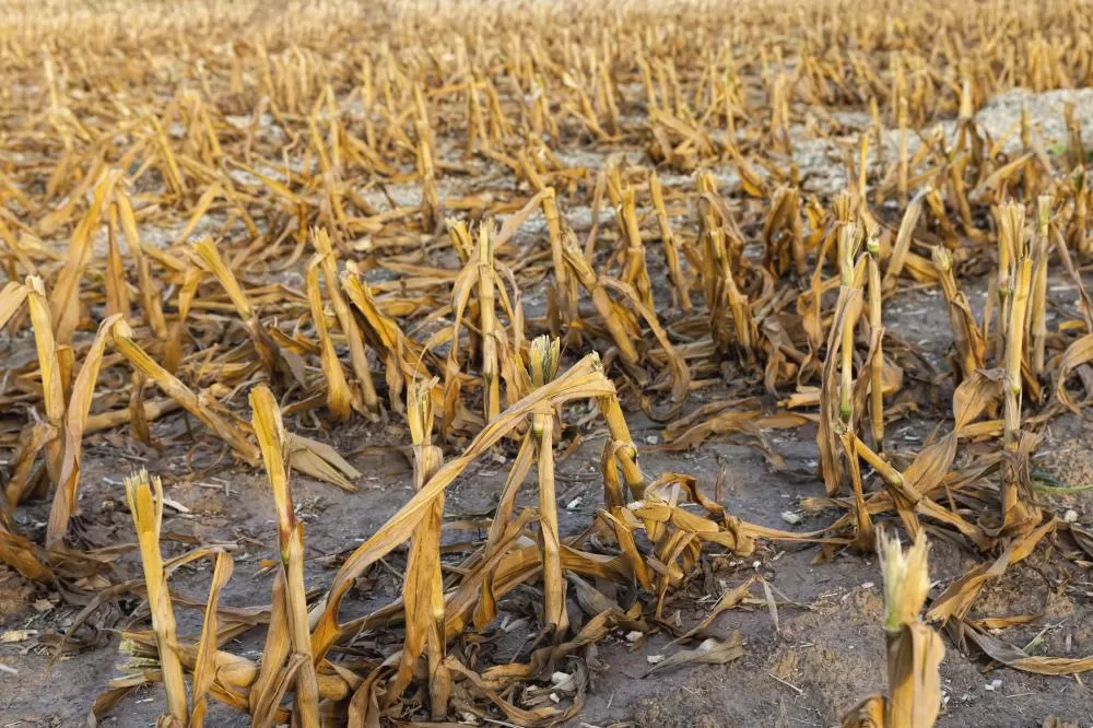 Ofício do Sistema FAEP ao CMN: entidade pede que prova individual de perdas garanta acesso às linhas de renegociação, sem exigir dois decretos municipais.