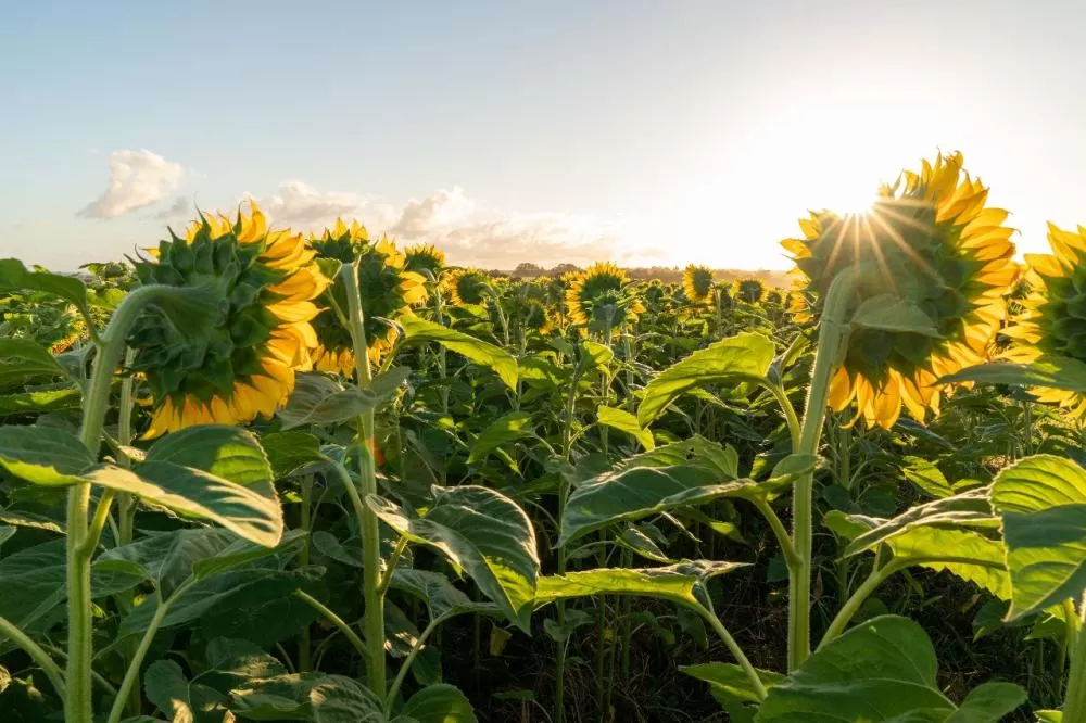 Versátil e de ciclo curto, o girassol se consolida como cultura estratégica no Brasil, com alto potencial para óleo, ração animal e biocombustíveis. (Foto: Divulgação)
