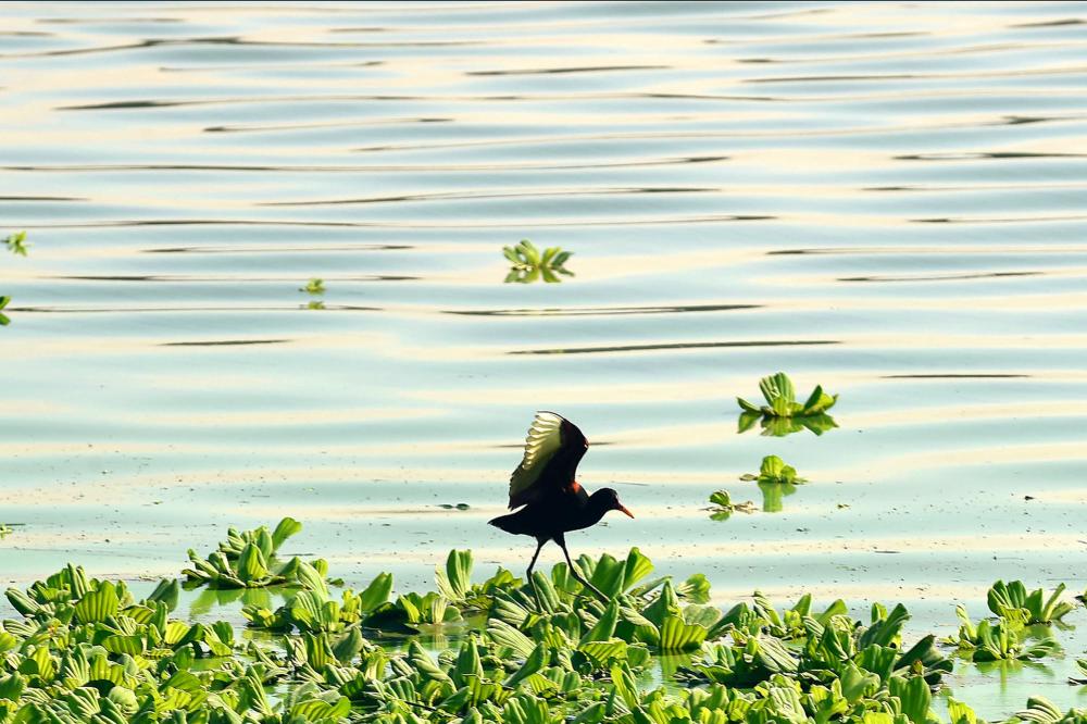 CBH do Paraná 3, que abrange a região Oeste do Paraná, avança em temas sobre a aquicultura. Foto: Denis Ferreira Netto/SEDEST