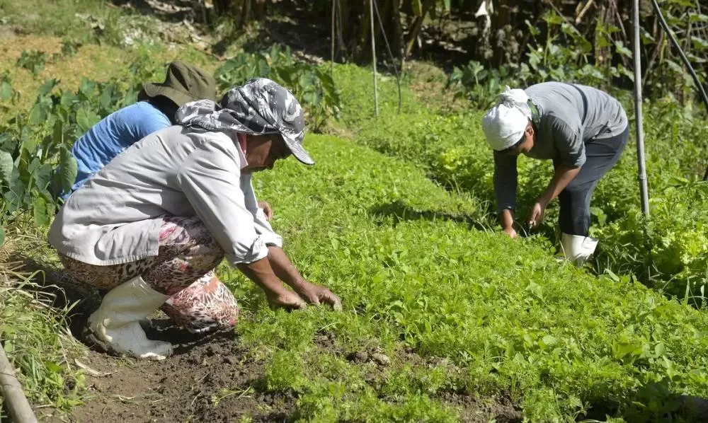 Programa do BNDES oferece crédito com condições especiais para agricultores atingidos por perdas de safra em todo o país. (Foto: Tomaz Silva/Agência Brasil)
