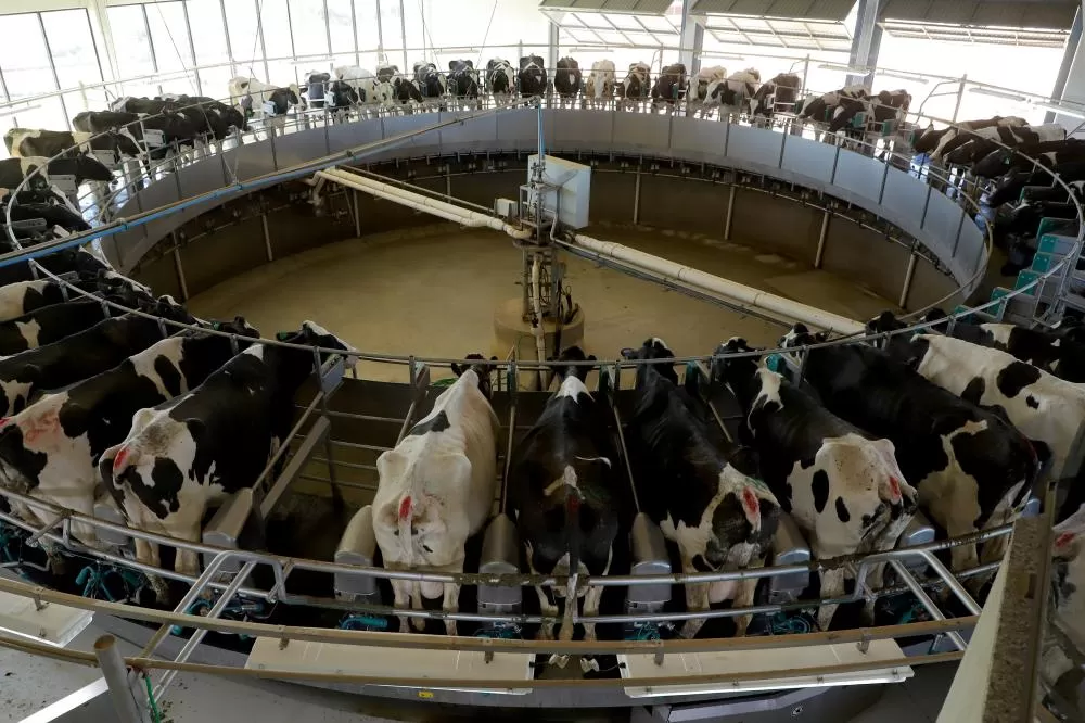 Vacas em plena produção de leite em granja automatizada, símbolo da tecnologia e eficiência que fortalecem a cadeia leiteira paranaense. (Foto: Ari Dias/AEN)