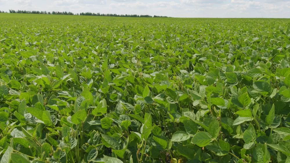 Chuvas e ventos fortes afetam lavouras no Paraná, mas soja, milho e feijão seguem com boas perspectivas, segundo o Deral (Foto: Freepik)