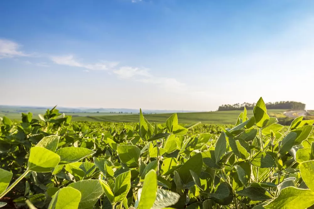 Safra recorde e avanço da pecuária devem elevar o VBP do Paraná para mais de R$ 200 bilhões em 2025.