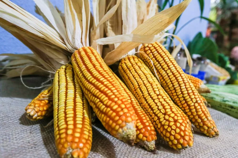 Lavoura de milho no Paraná simboliza a consolidação do cereal como uma das principais culturas do Estado, impulsionada pela demanda da cadeia de proteínas e pelo avanço da segunda safra. (Foto: Divulgação)