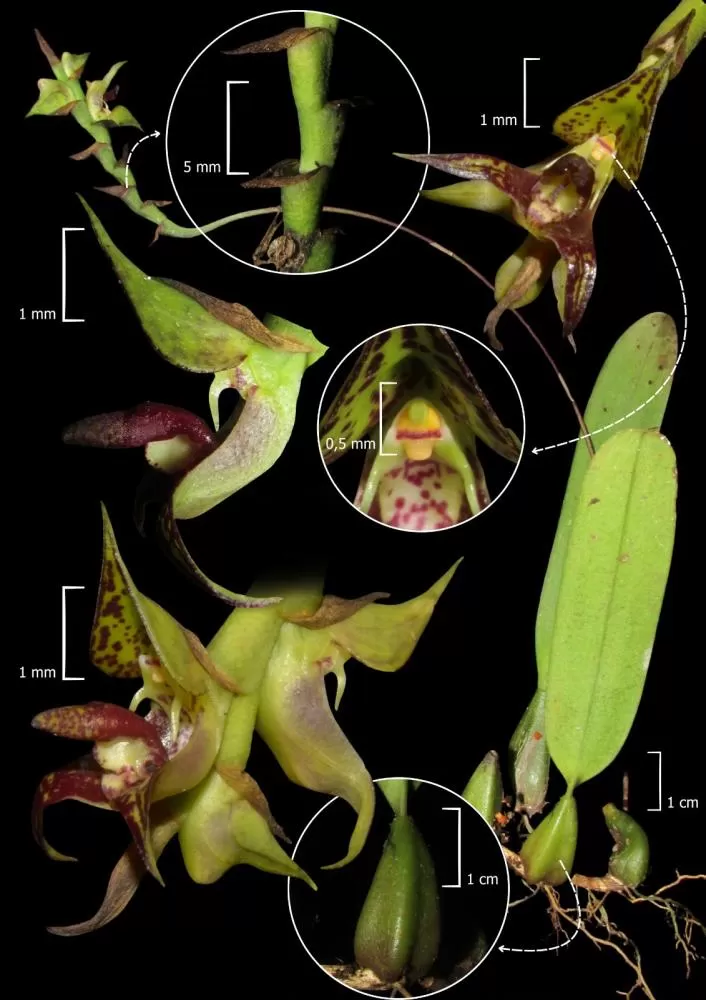 Orquídea Bulbophyllum campos-portoi, registrada pela primeira vez no Paraná, foi identificada em área de Mata Atlântica no litoral do estado durante pesquisa científica em unidade de conservação.