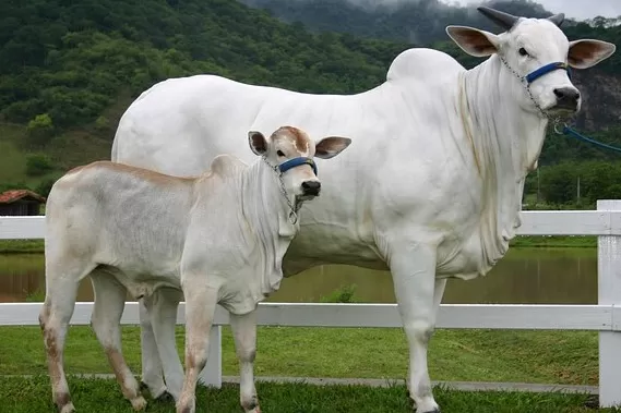 Fiscalização sanitária é intensificada no Paraná para conter brucelose e tuberculose bovina. (Foto: SEAB/PR)