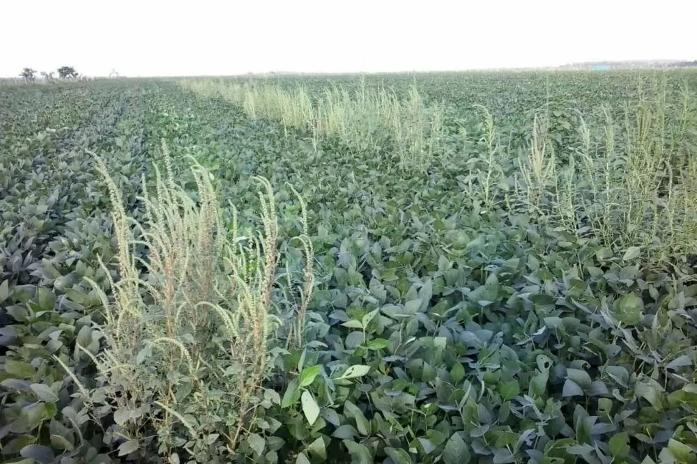 Adapar reforça fiscalização e orientação aos produtores para impedir a entrada do caruru-gigante no Paraná. (Foto: Divulgação)