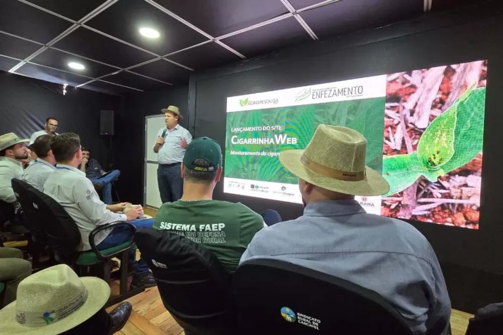 Plataforma CigarrinhaWeb reúne dados do monitoramento da praga e fortalece o manejo nas lavouras de milho do Paraná. (Foto: Fundação Araucária)