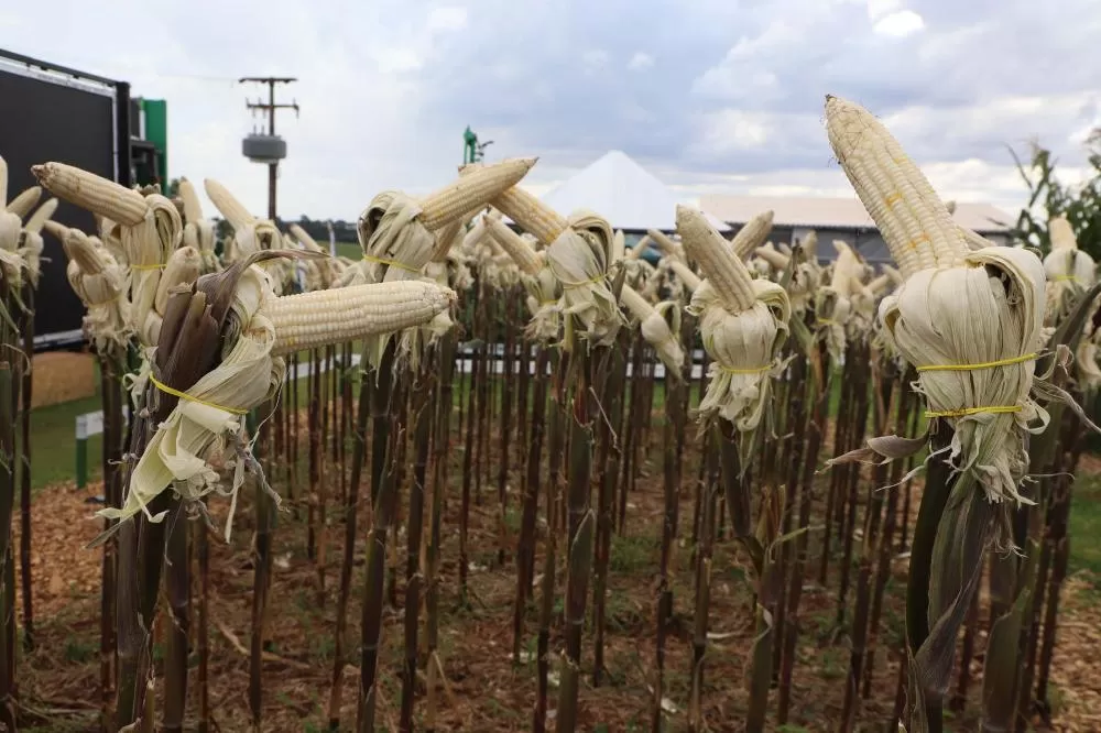 Novas cultivares de milho e mandioca são apresentadas no Show Rural com foco em produtividade e rentabilidade. (Foto: Ari Dias/AEN)