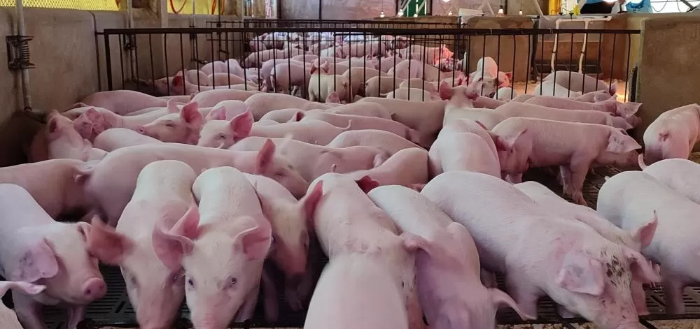 O setor de proteínas animais já sinaliza pressão nos custos. (Foto: João Livi)