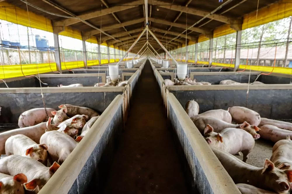 Exportações de suínos do Paraná alcançam melhor resultado histórico para o mês de março. (Foto: Roberto Dziura Jr/AEN)