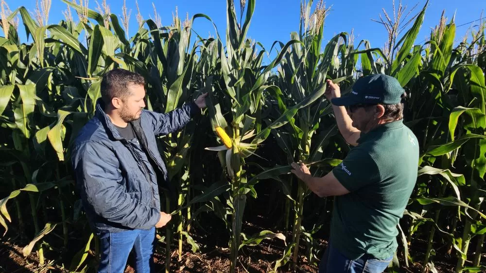 Dia de Campo Milho Safrinha da Copagril apresentará 37 híbridos conduzidos em condições reais de campo na Estação Experimental. (Foto: Divulgação)