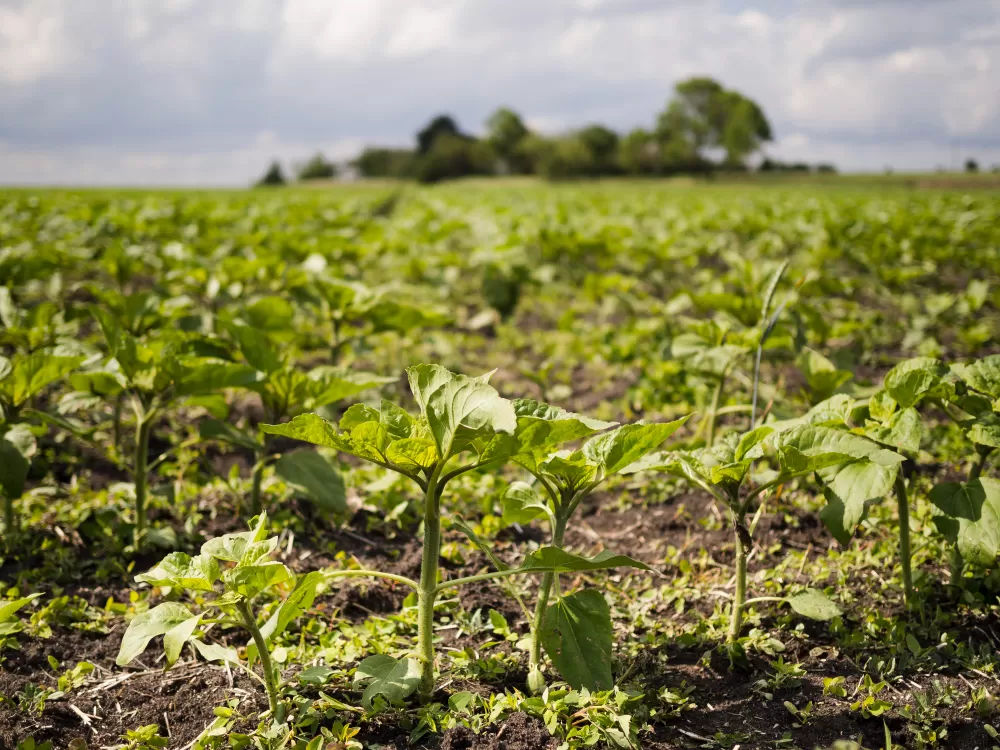 Endividamento rural avança no Paraná em função das frustrações de safra, dos juros altos e do aumento dos custos de produção. (Foto: Magnific)