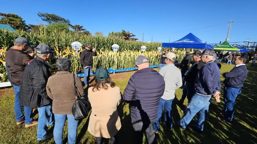 Dia de Campo Milho Safrinha da Copagril apresentou 37 híbridos, manejo, fertilidade do solo e tecnologias para apoiar produtores na próxima safra. (Fotos: Divulgação)