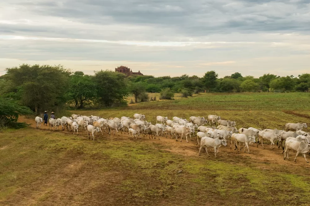 China reconheceu todo o território brasileiro como área livre da febre aftosa, medida que amplia oportunidades para exportações de produtos bovinos e suínos. (Foto: Magnific)