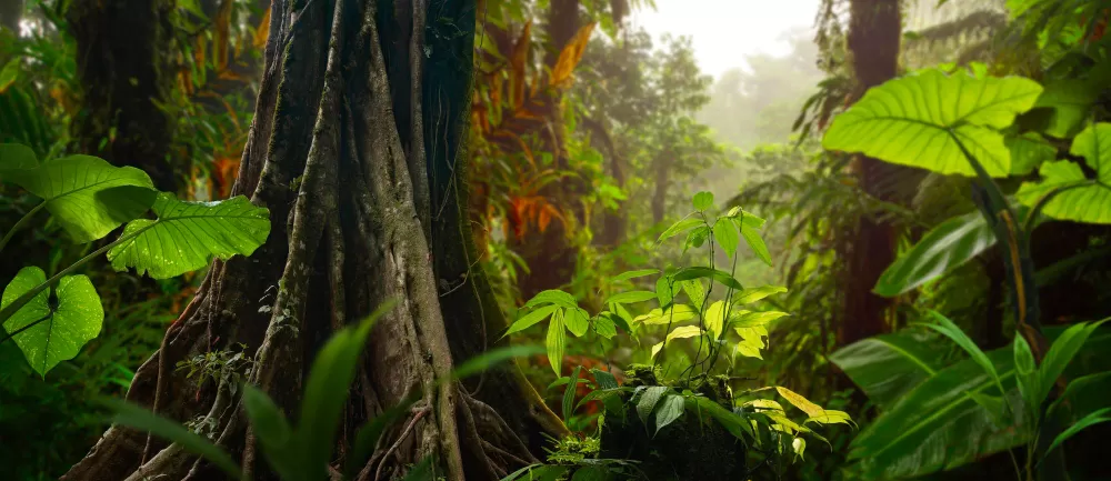 Estudo aponta que o agronegócio pode ser um dos principais vetores da expansão das florestas brasileiras nas próximas décadas. (Foto: Magnific)