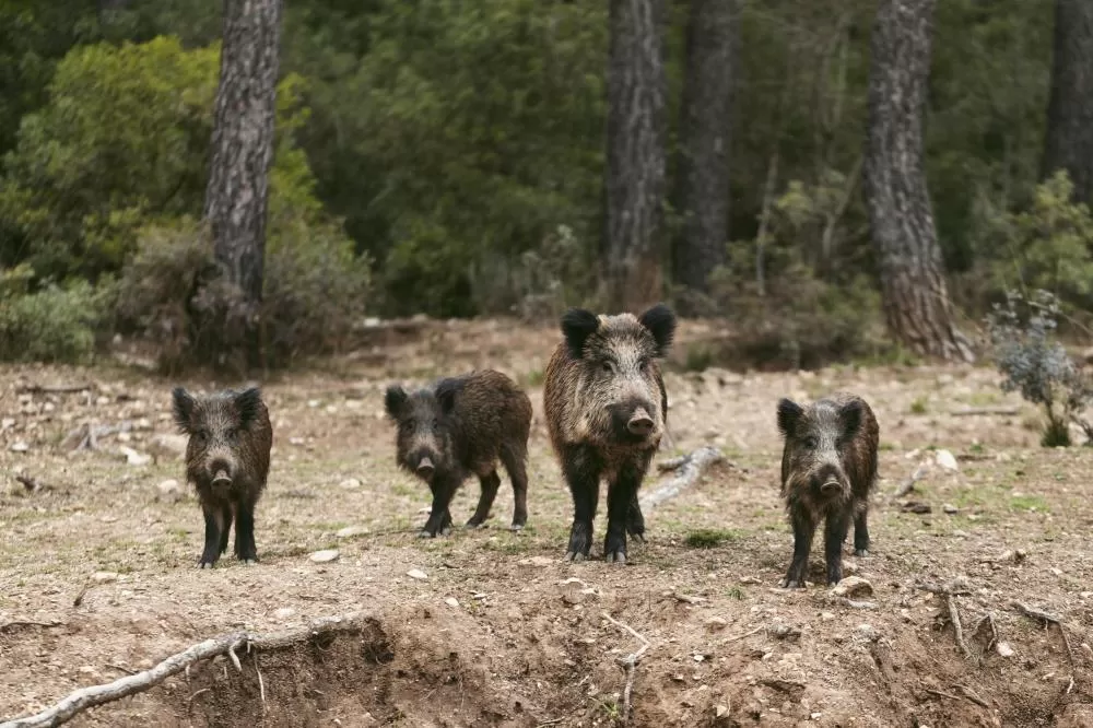 Pesquisa sobre javalis no campo é prorrogada até 30 de junho