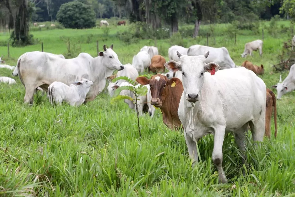 Produtores rurais têm até 30 de junho para atualizar o cadastro dos rebanhos junto à Adapar. (Foto: Arnaldo Alves/Arquivo AEN)