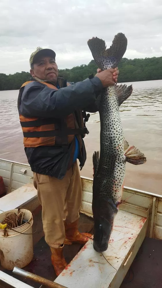 Jango Silva exibe o pintado de aproximadamente 18 quilos fisgado na região do Arroio Guaçu, no Lago de Itaipu, em Mercedes. (Foto: Divulgação)