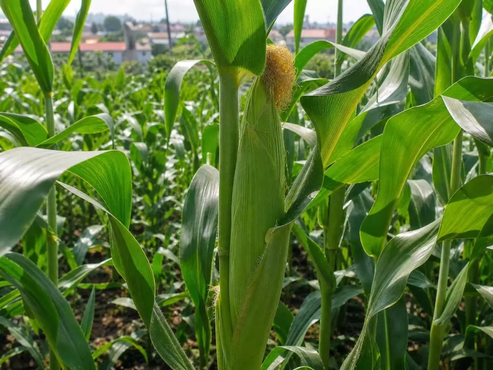 Eliminação de plantas verdes de milho nas áreas urbanas deve ocorrer entre 15 de julho e 15 de setembro em Marechal Rondon. (Foto: Divulgação)