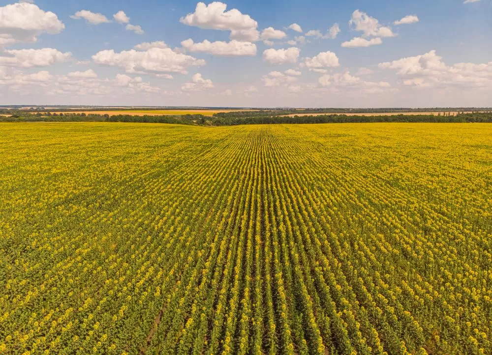 Nota técnica da Embrapa orienta produtores da Região Sul a adotarem medidas preventivas para reduzir impactos do El Niño na agropecuária.