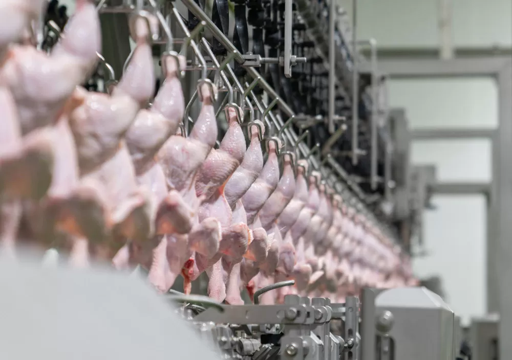 Exportações de carne de frango crescem 29,9% em julho e Paraná lidera embarques